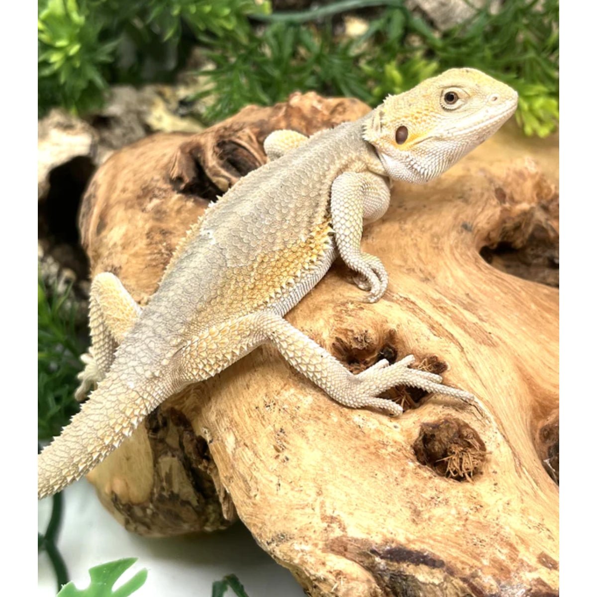 Strictly Reptiles Hypo Witblits Bearded Dragon Female Pet