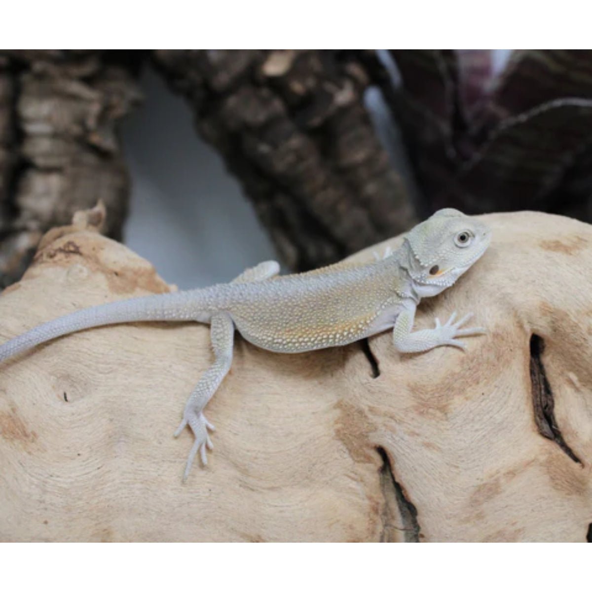 Strictly Reptiles Hypo Witblits Bearded Dragon Captive Bred Female