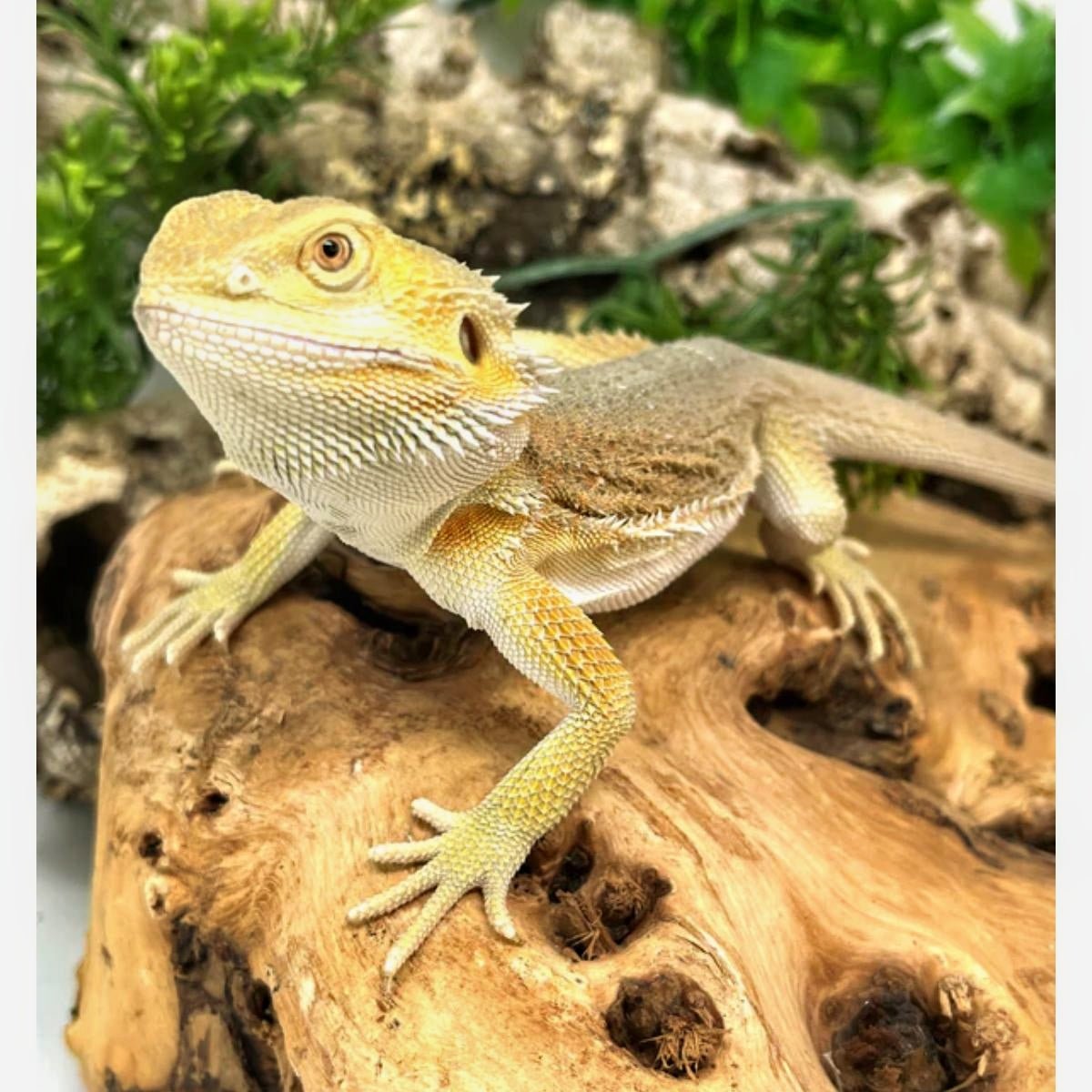 Hypo Witblits Male Bearded Dragon Captive Bred Pet