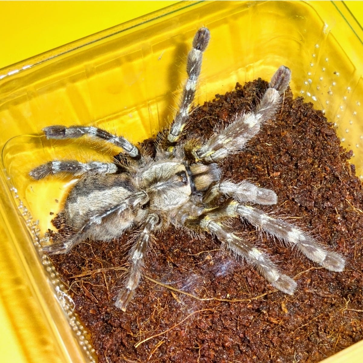 Big Apple Pet Supply Indian Ornamental Tarantula 2 Inch Plus