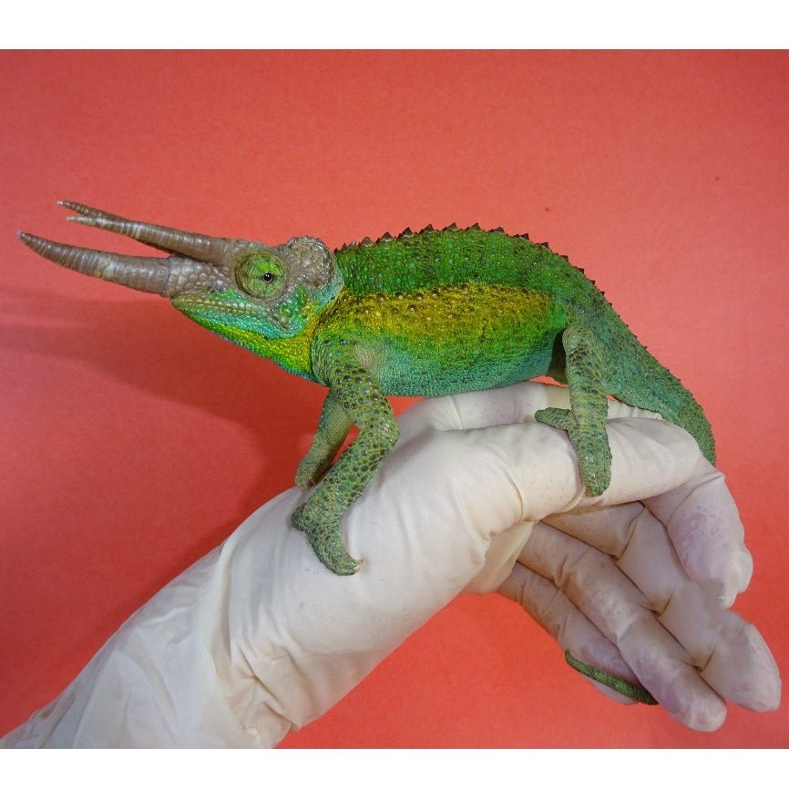 Underground Rainbow Jackson Chameleon Live Arboreal Reptile Medium Large