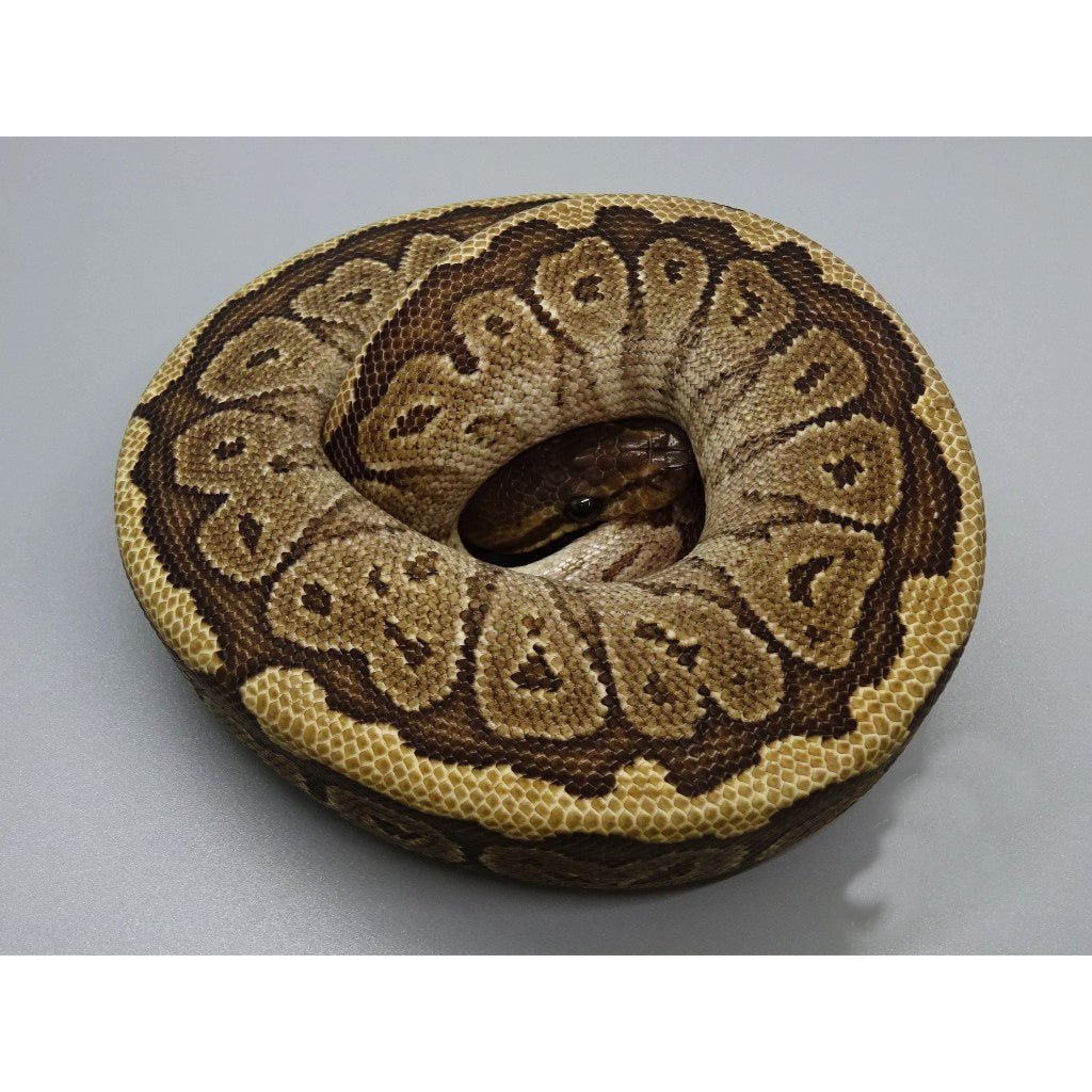 Jigsaw Ball Pythons