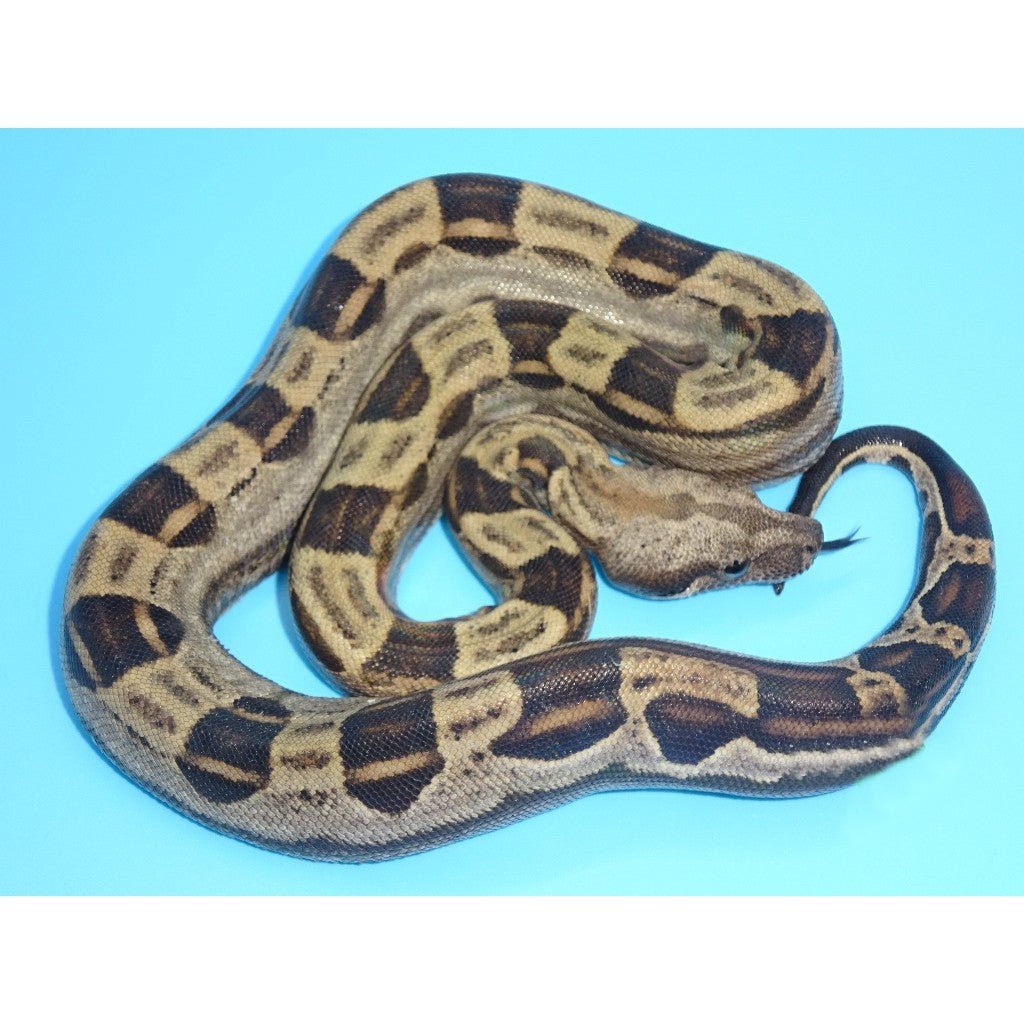 Strictly Reptiles Jungle Motley Het Albino Boa Captive Bred Female