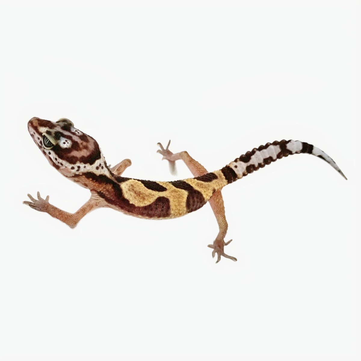 Reptile Industries Jungle Leopard Gecko Live Pet Baby Captive Bred