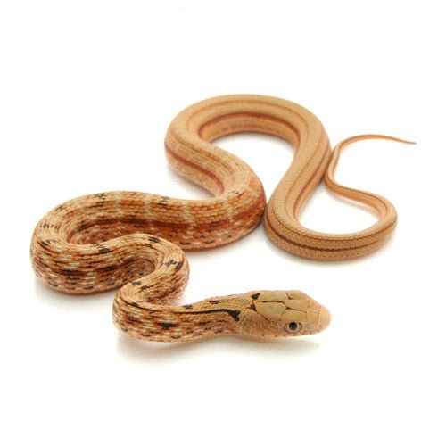 Chinese King Rat Snake Captive Bred Baby Reptile Pet
