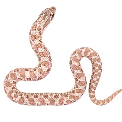 Underground Lavender Western Hognose Snake Captive Bred Baby