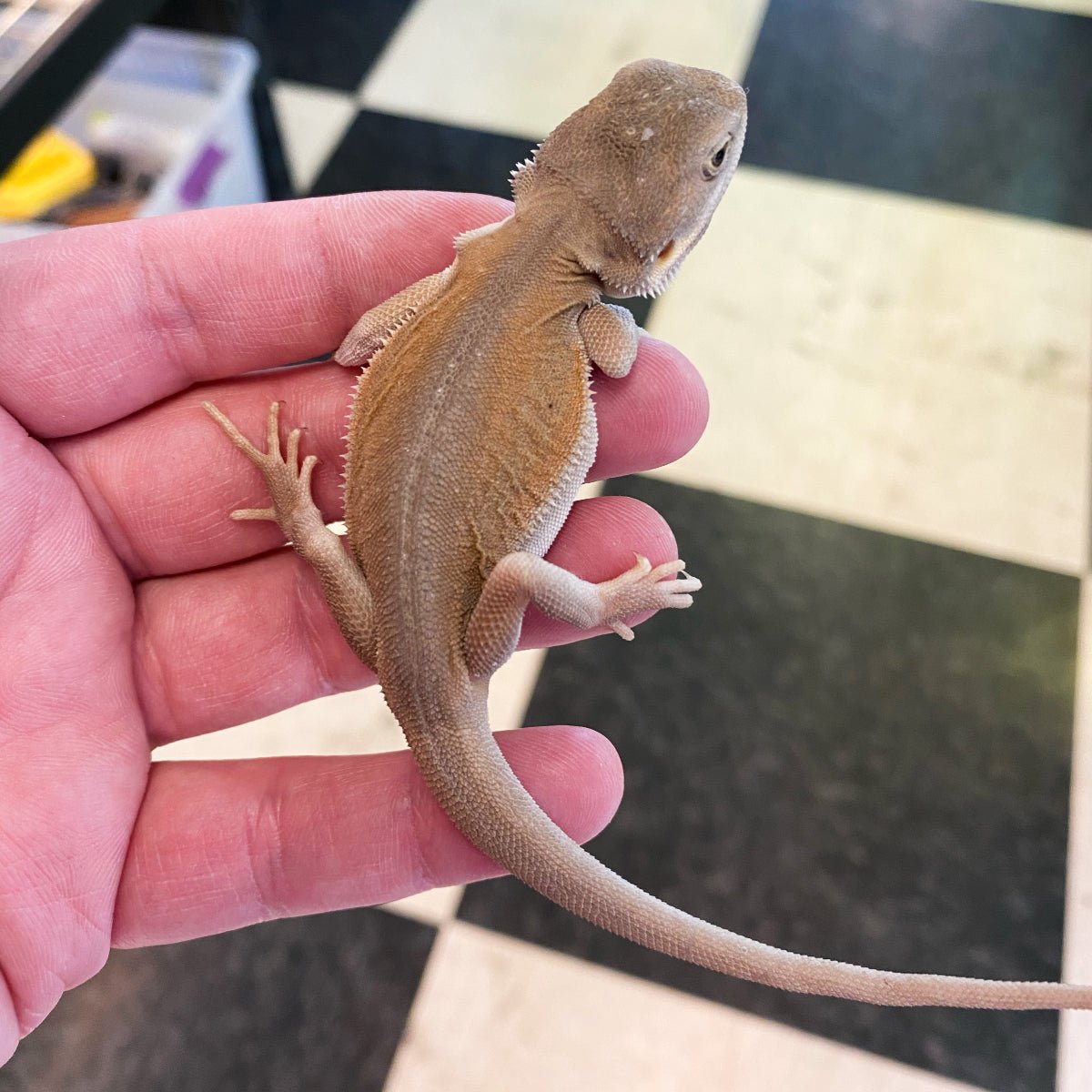 Strictly Reptiles Witblits Leatherback Bearded Dragon Captive Bred 6-7 Inch