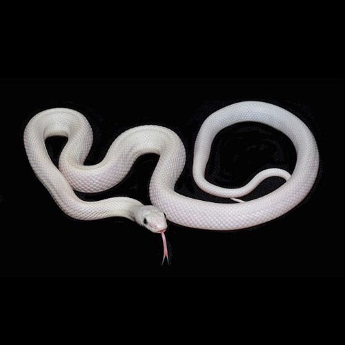 Strictly Reptiles Leucistic Texas Rat Snake Captive Bred Baby