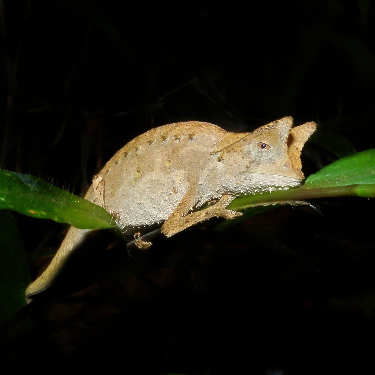 Madagascar Chameleon Field Collected Live Reptile Assorted Species