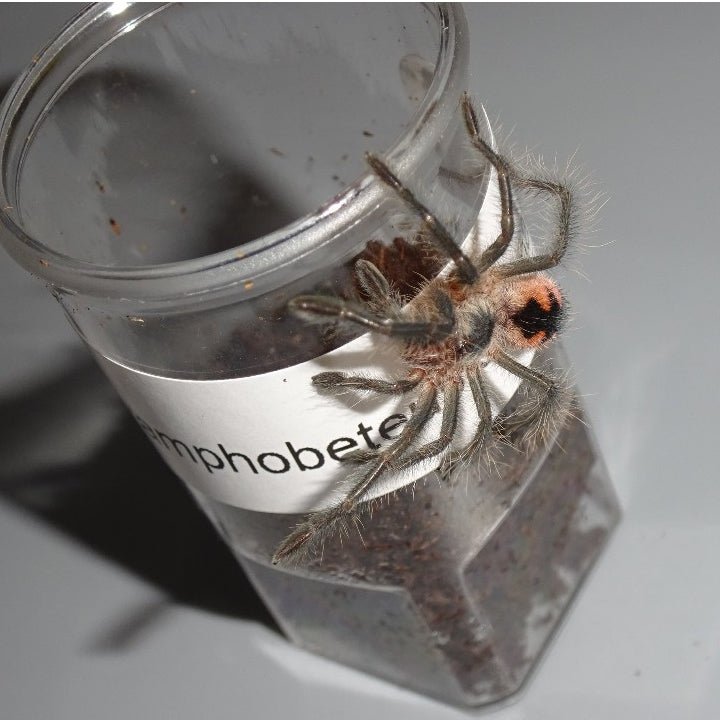Strictly Reptiles Mascara Bird Eater Live Tarantula