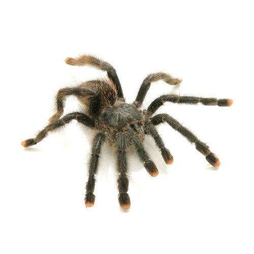 Strictly Reptiles Metallic Pink Toe Tarantula 0.75 inch
