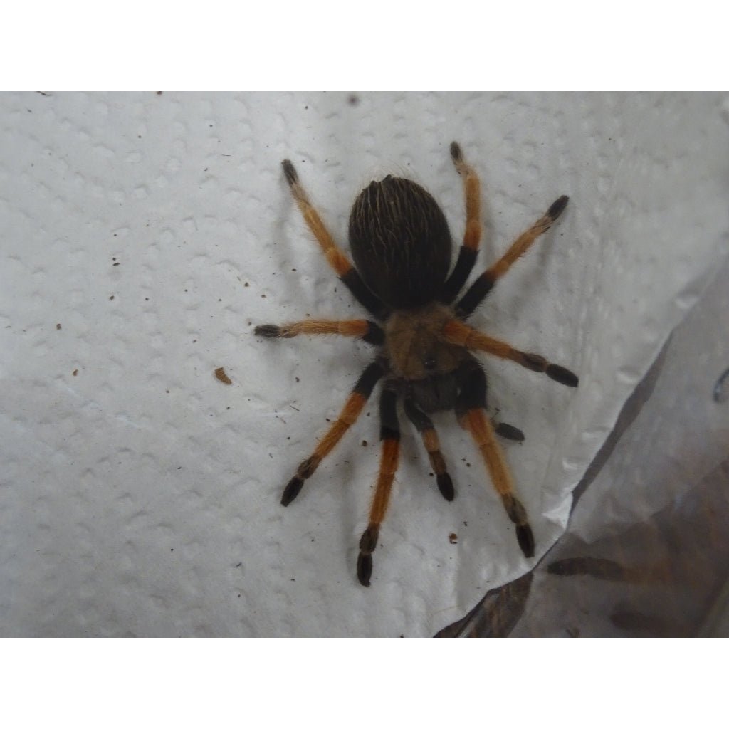Strictly Reptiles Mexican Fireleg Tarantula Arachnid 1 to 2 Inch