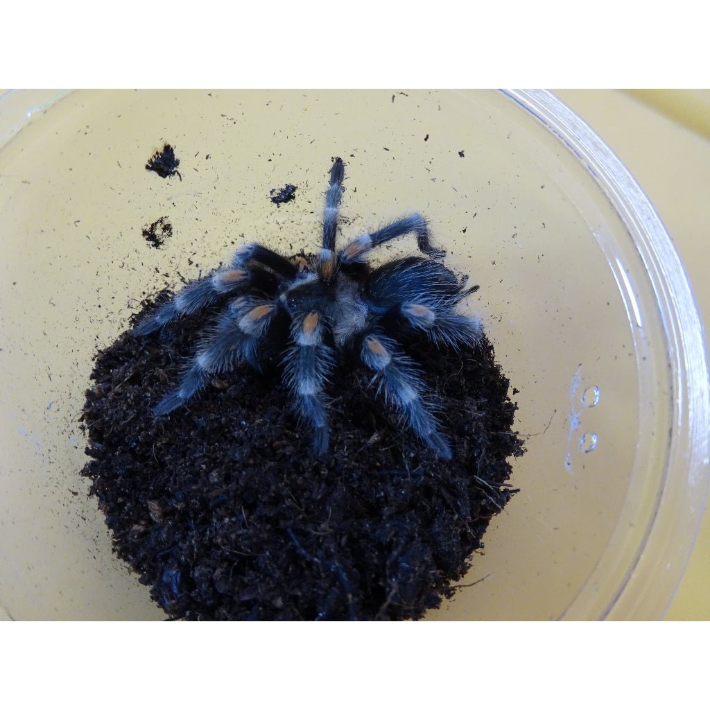 Strictly Reptiles Mexican Flame Knee Tarantula Captive Bred Spider