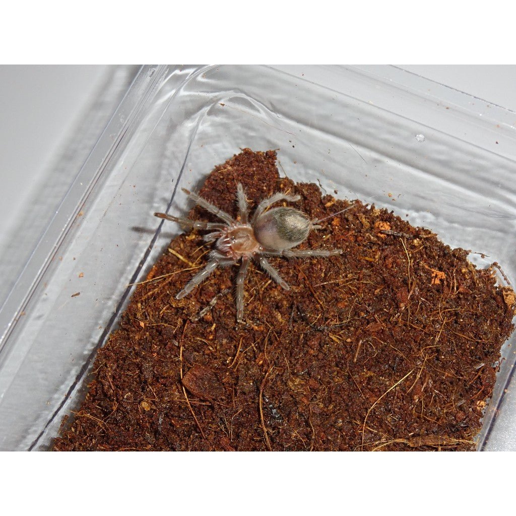 Mexican Black Velvet Tarantula Live Pet Spider 2.5 to 3.8 cm