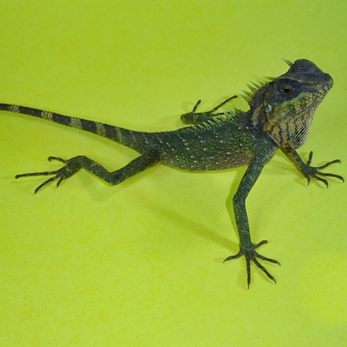 Strictly Reptiles Natal’s Mountain Horned Lizard Medium Large Adult
