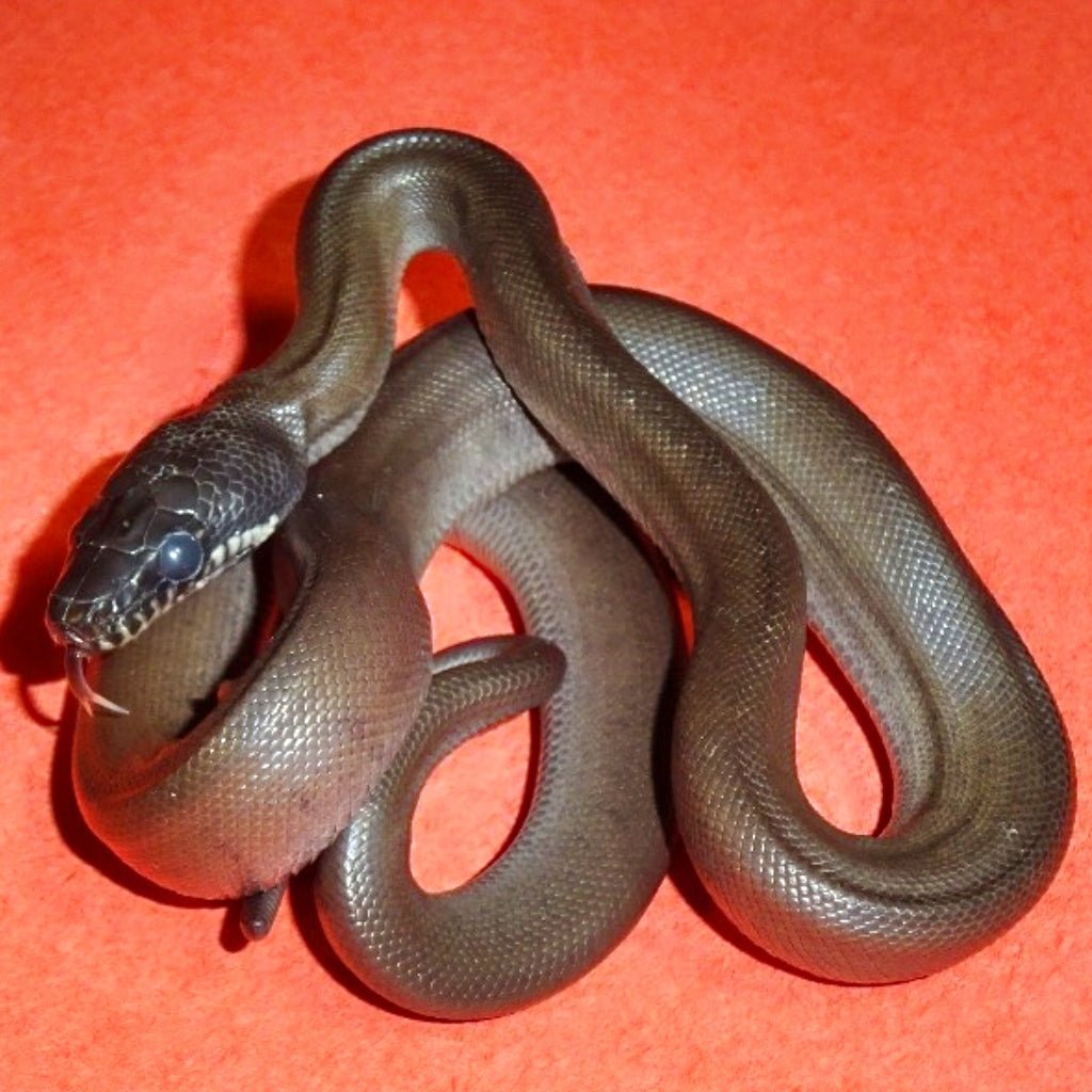 White-Lipped Python Live Reptile Northern And Southern Varieties