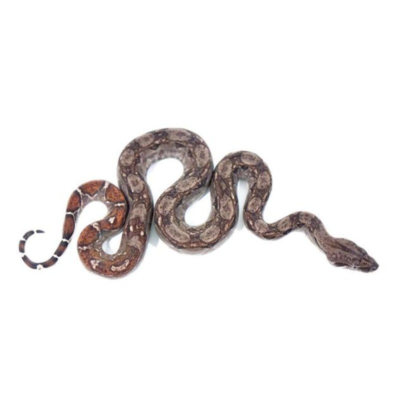Nicaraguan Red Tail Boa Captive Bred Snake