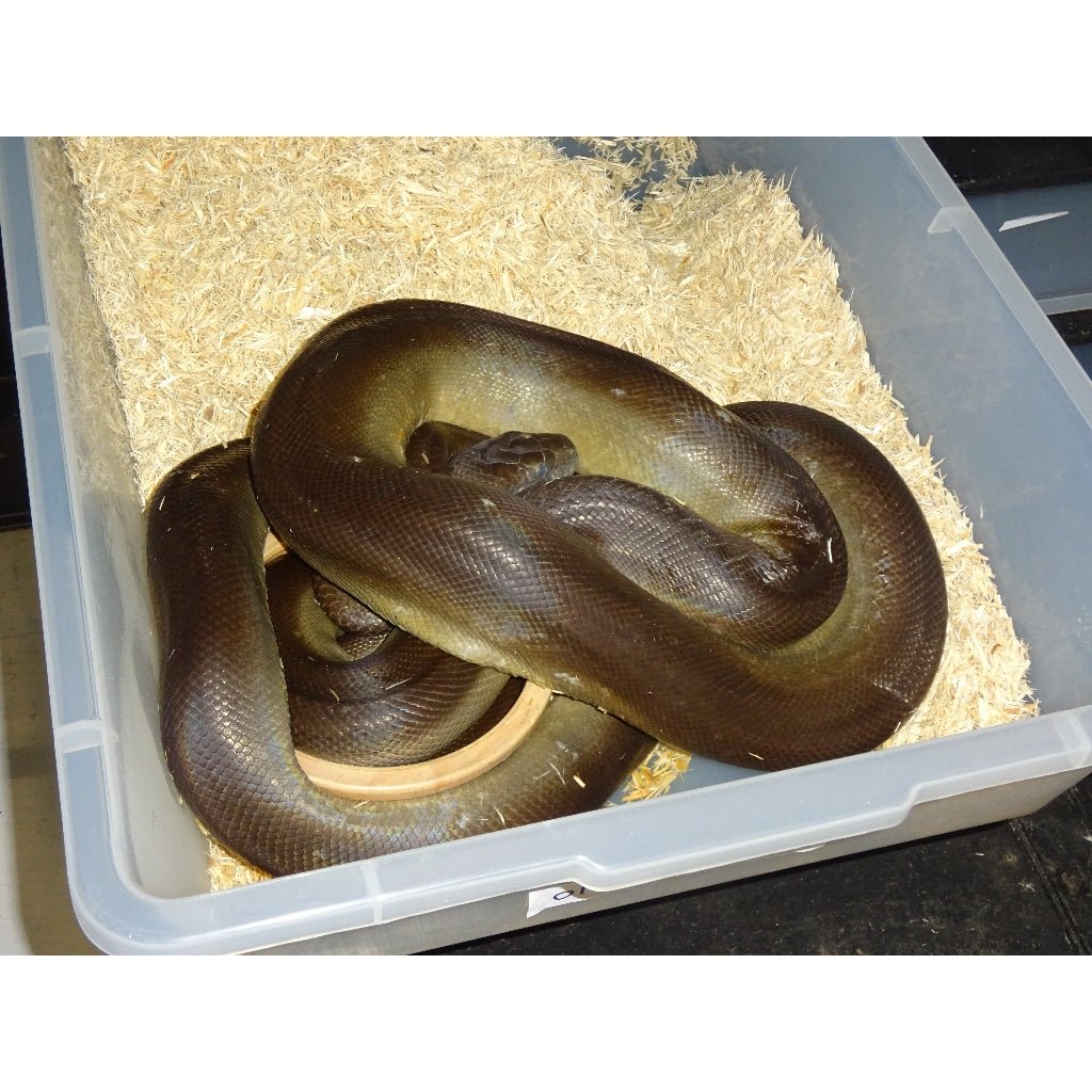 Strictly Reptiles Olive Python Captive Bred Australian Snake