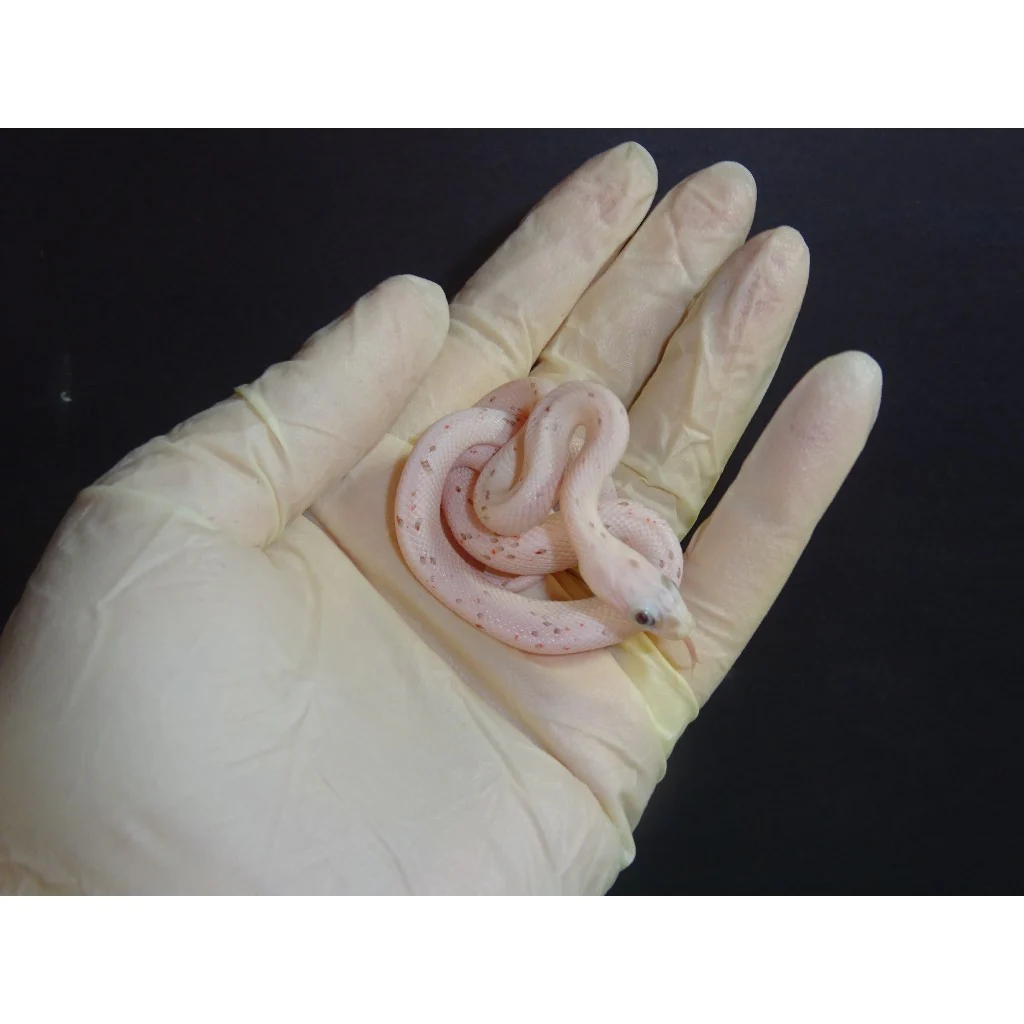 Palmetto Corn Snakes