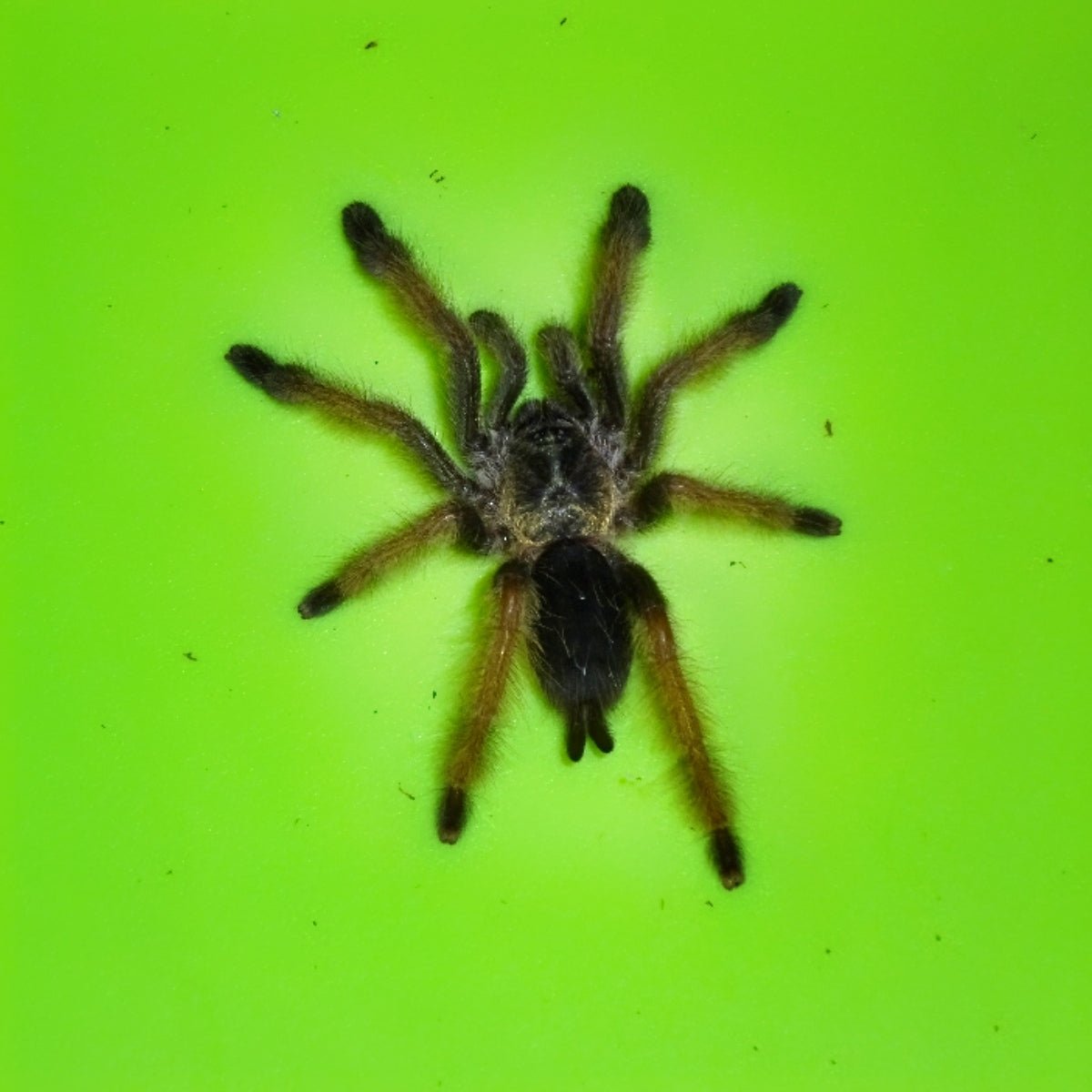 Panama Blonde Tarantula Live Specimen 1.5 to 2 Inch