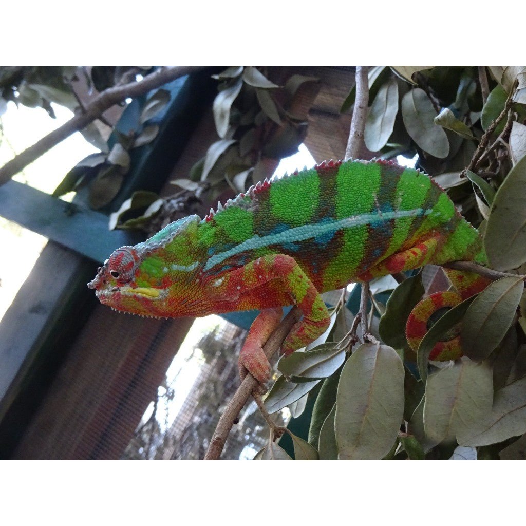 Ambilobe Panther Chameleon Adult Reptile Vibrant Madagascar Breeding Locale