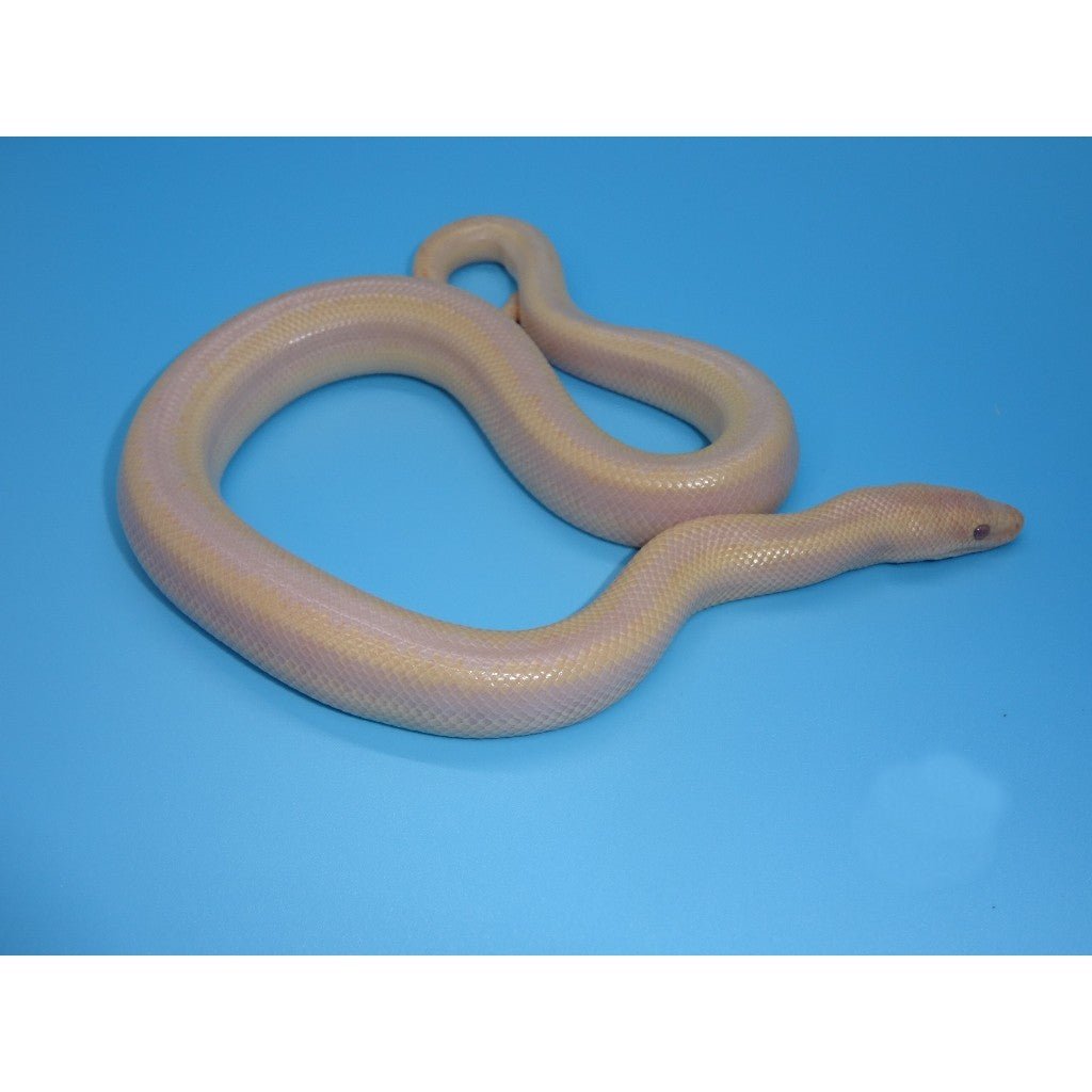 Underground Pearl Rosy Boa Captive Bred Live Snake