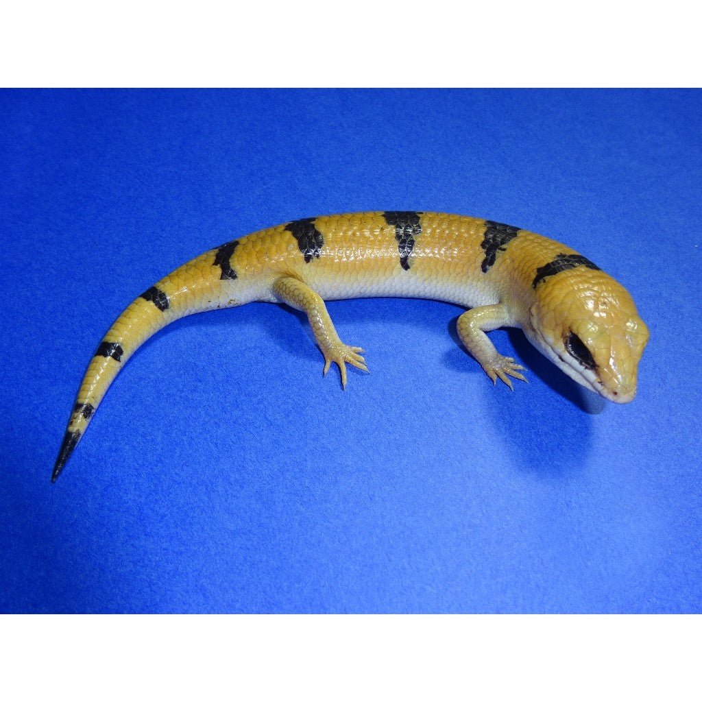 Big Apple Pet Supply Peter’s Banded Skink Adult Live Reptile