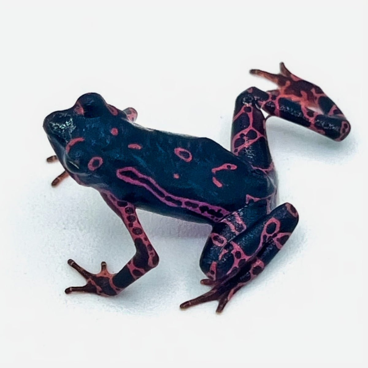 Reptile Industries Atelopus Harlequin Toad Live Amphibian