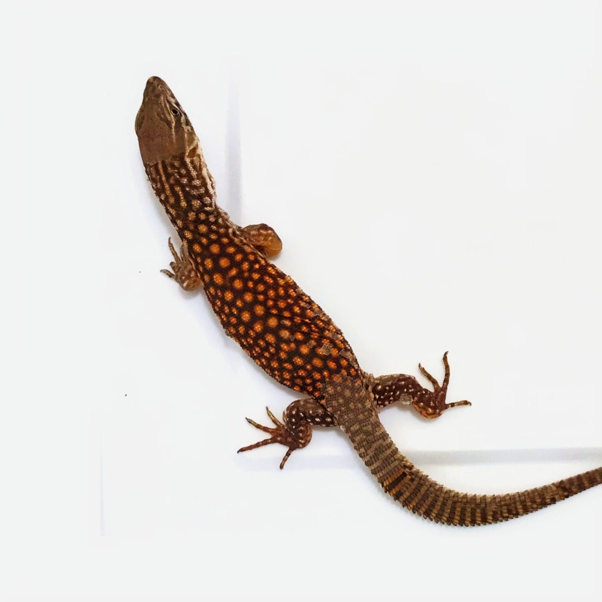 Underground Red Ackie Monitor Captive Bred Baby Reptile