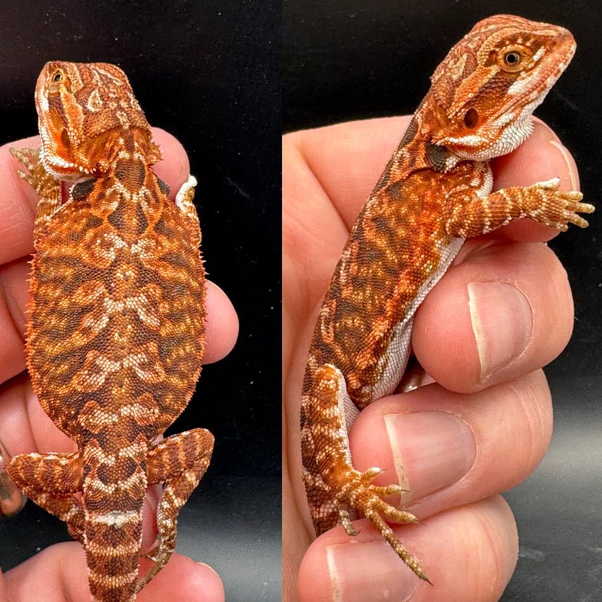 Strictly Reptiles Red Fire Female Bearded Dragon Baby Reptile