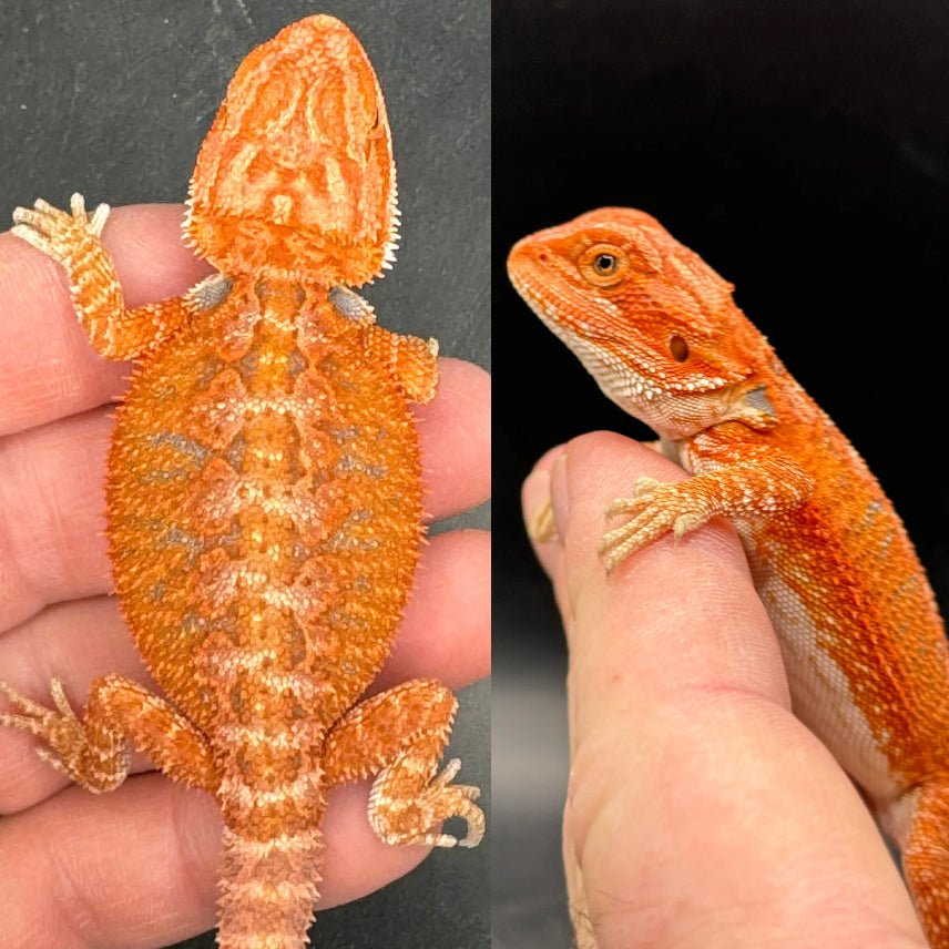 Strictly Reptiles Red Hypo Fire Female Bearded Dragon