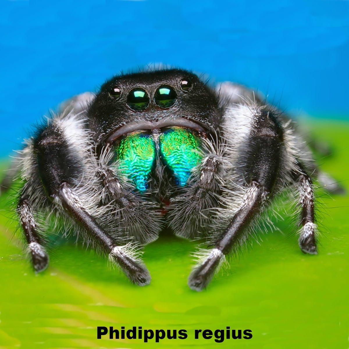 Strictly Reptiles Regal & Red Backed Jumping Spider Live Pet