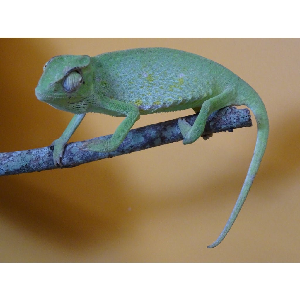 Strictly Reptiles Senegal Chameleon Live Reptile 4 to 6 Inch