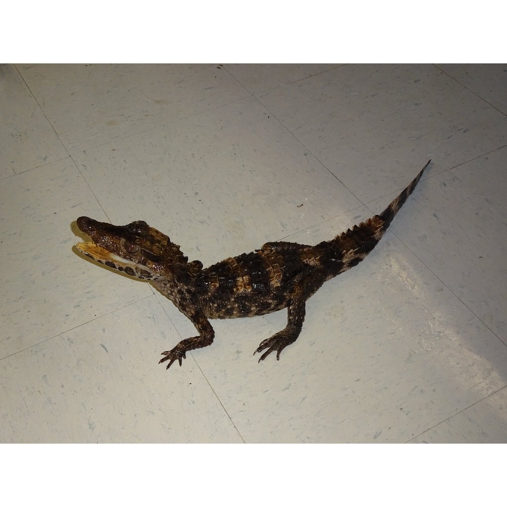Smooth Front Dwarf Caiman Live Reptile Captive Bred Baby