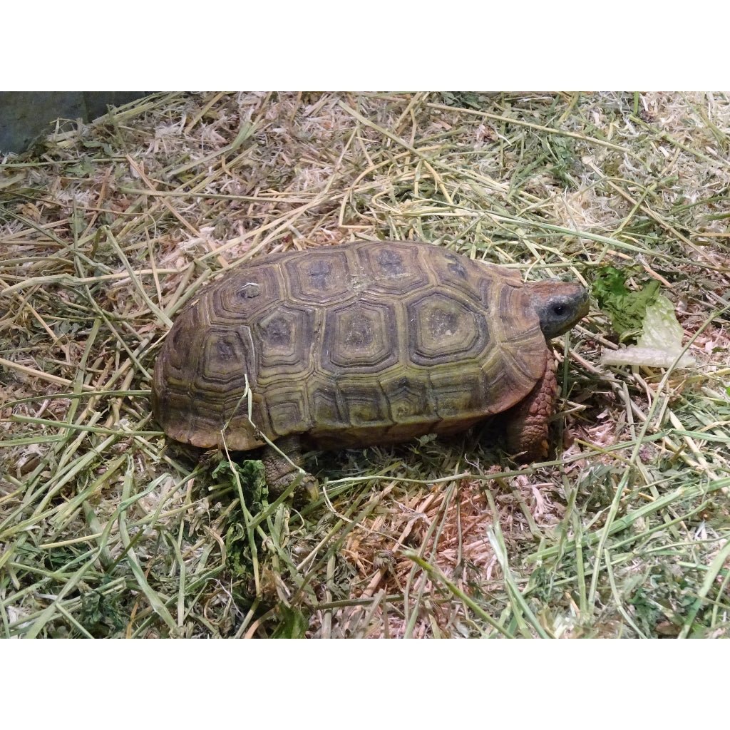 Strictly Reptiles Northern Zombensis Hingeback Tortoise 5 to 8 Inch