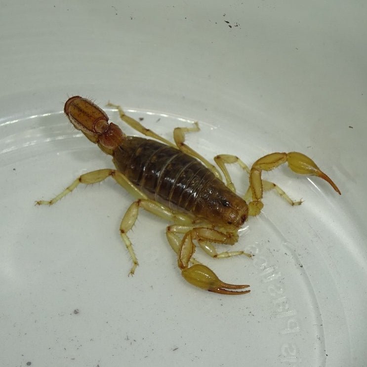 Underground Striped Devil Scorpion Two Pack Live Arachnid