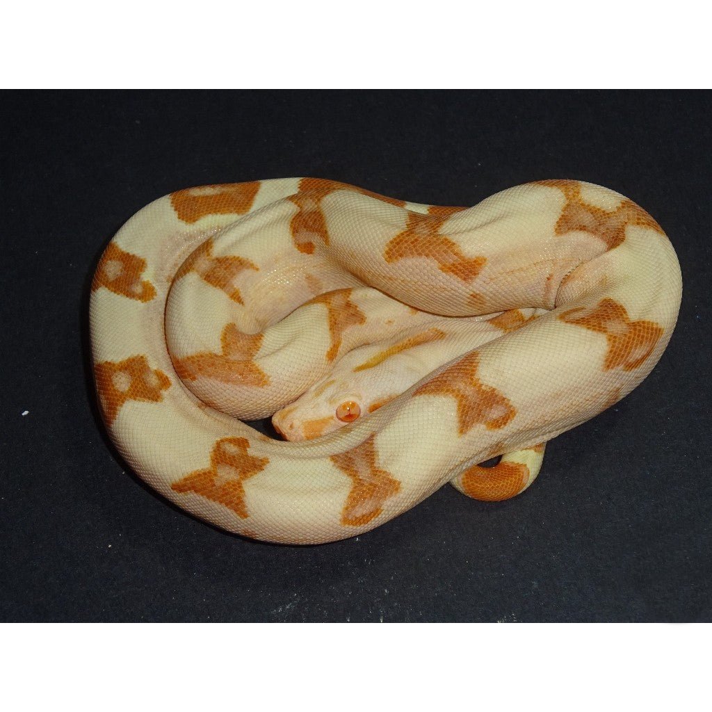 Strictly Reptiles Sunglow Purple Boa Constrictor Captive Bred