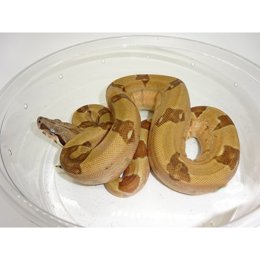 Super Hypo Jungle Colombian Boa Constrictor Snake Captive Bred