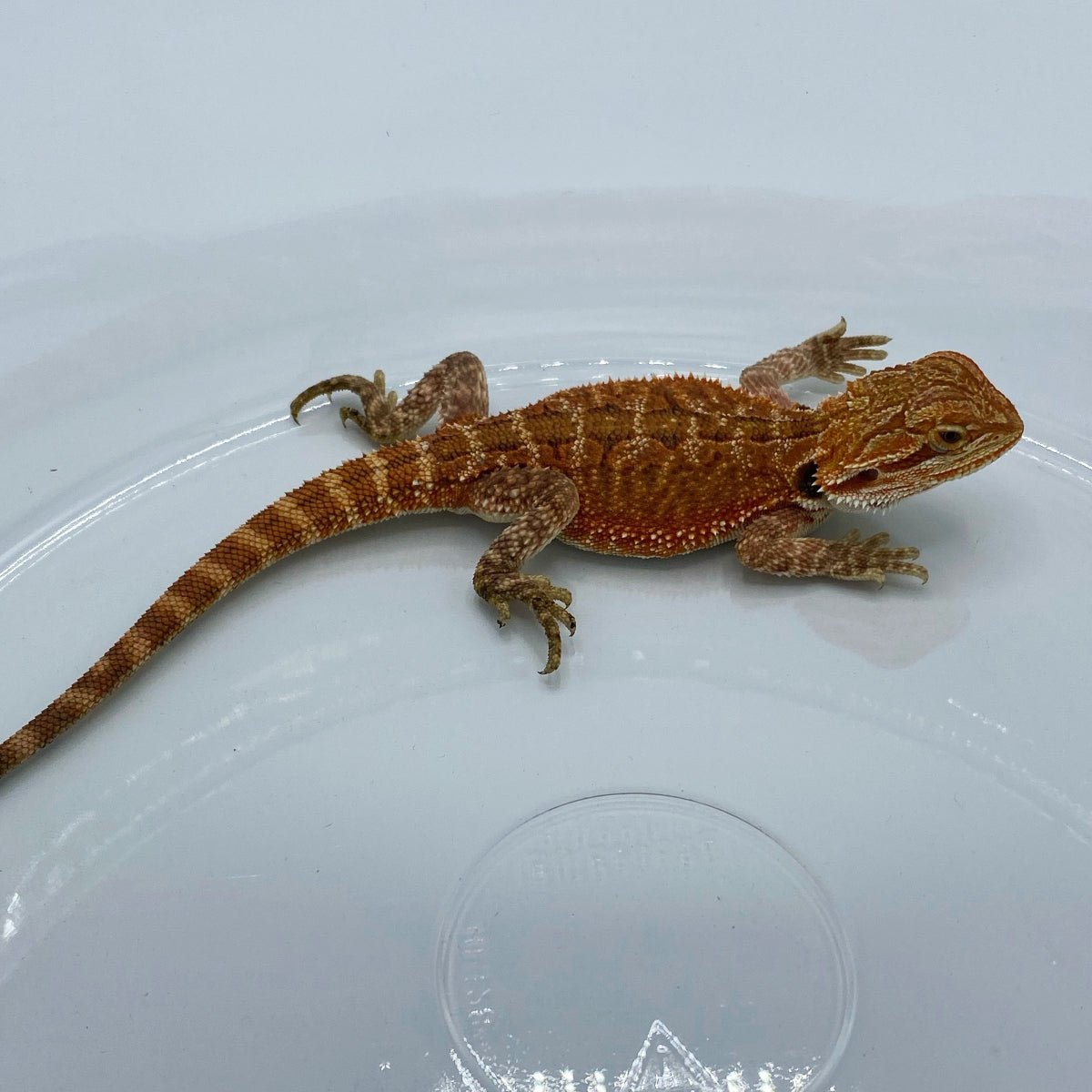 Strictly Reptiles Super Red Bearded Dragon Captive Bred Lizard