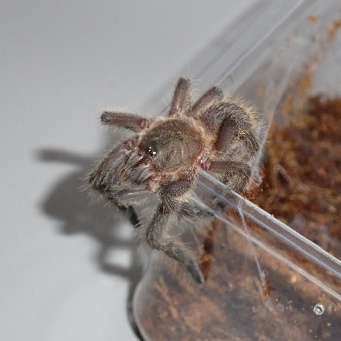 Thai Smokey Grey Tarantula 3 Inch