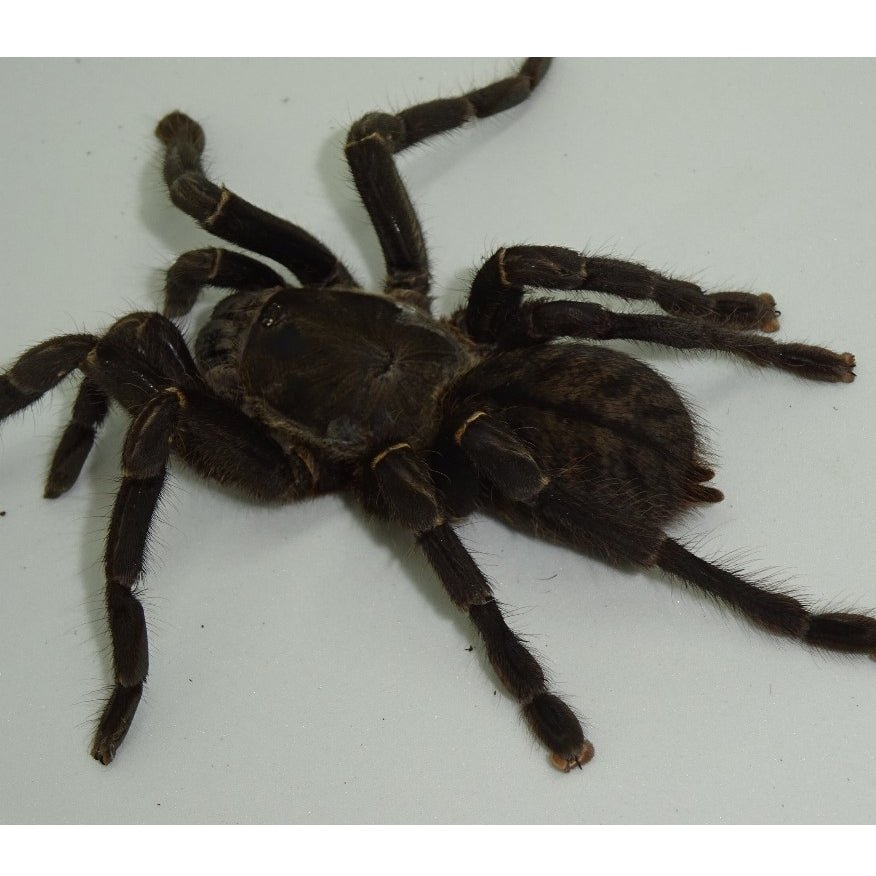Strictly Reptiles Thai Tiger Tarantula Live Specimen Adult