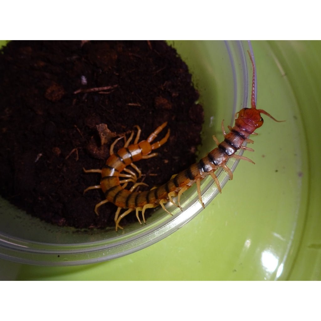 Big Apple Pet Supply Tiger Centipede Live Insect Pet