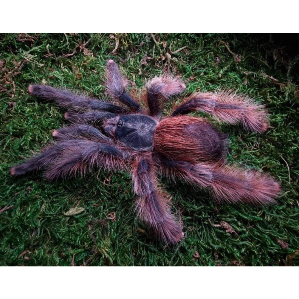 Tucurui Pinktoe Tarantula Avicularia Species Captive Bred 1.27 cm