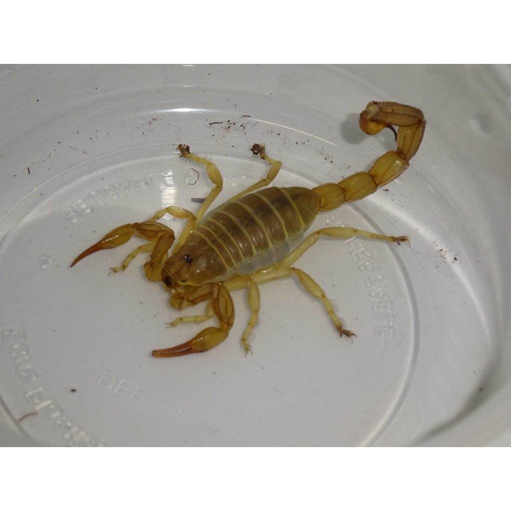 Underground Tunisian Fattail Scorpion Invertebrate Medium Large