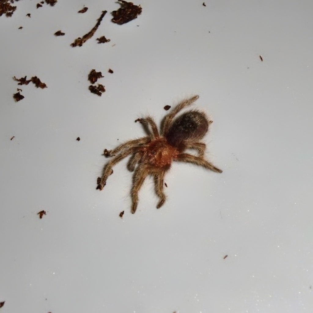 Strictly Reptiles Uruguayan Black Tarantula 1 to 1.5 inch