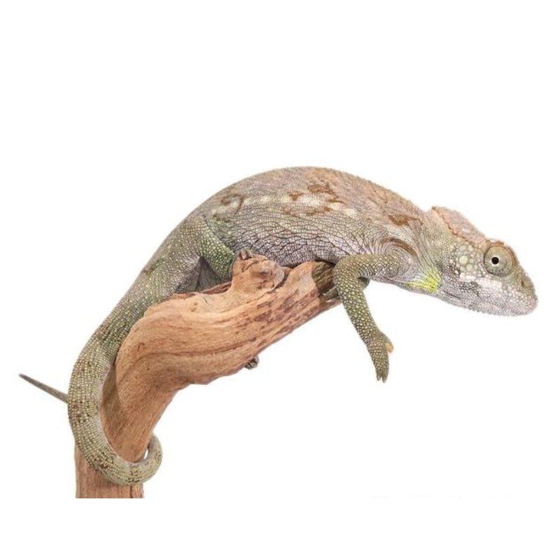 Verrucosus Spiny Chameleon Madagascar Native Arboreal Reptile Pet