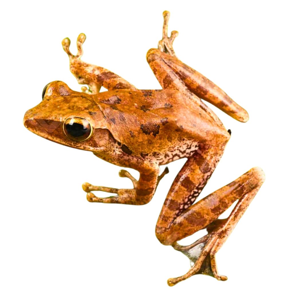 Vietnamese Gliding Frog Rhacophorus Dennysi 1.5-2.5 Inch Two Pack