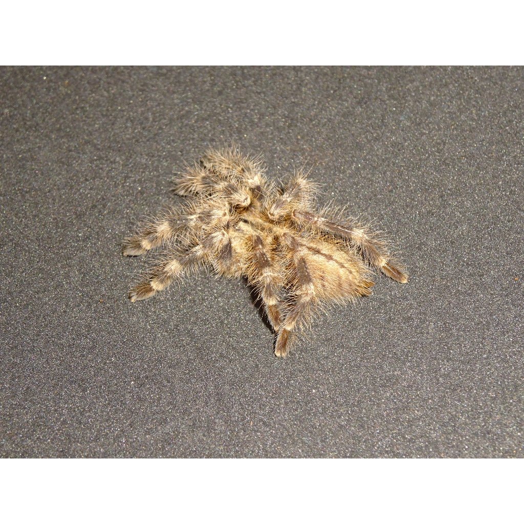 Wessel’s Tiger Ornamental Tarantula 2 to 3 Inch