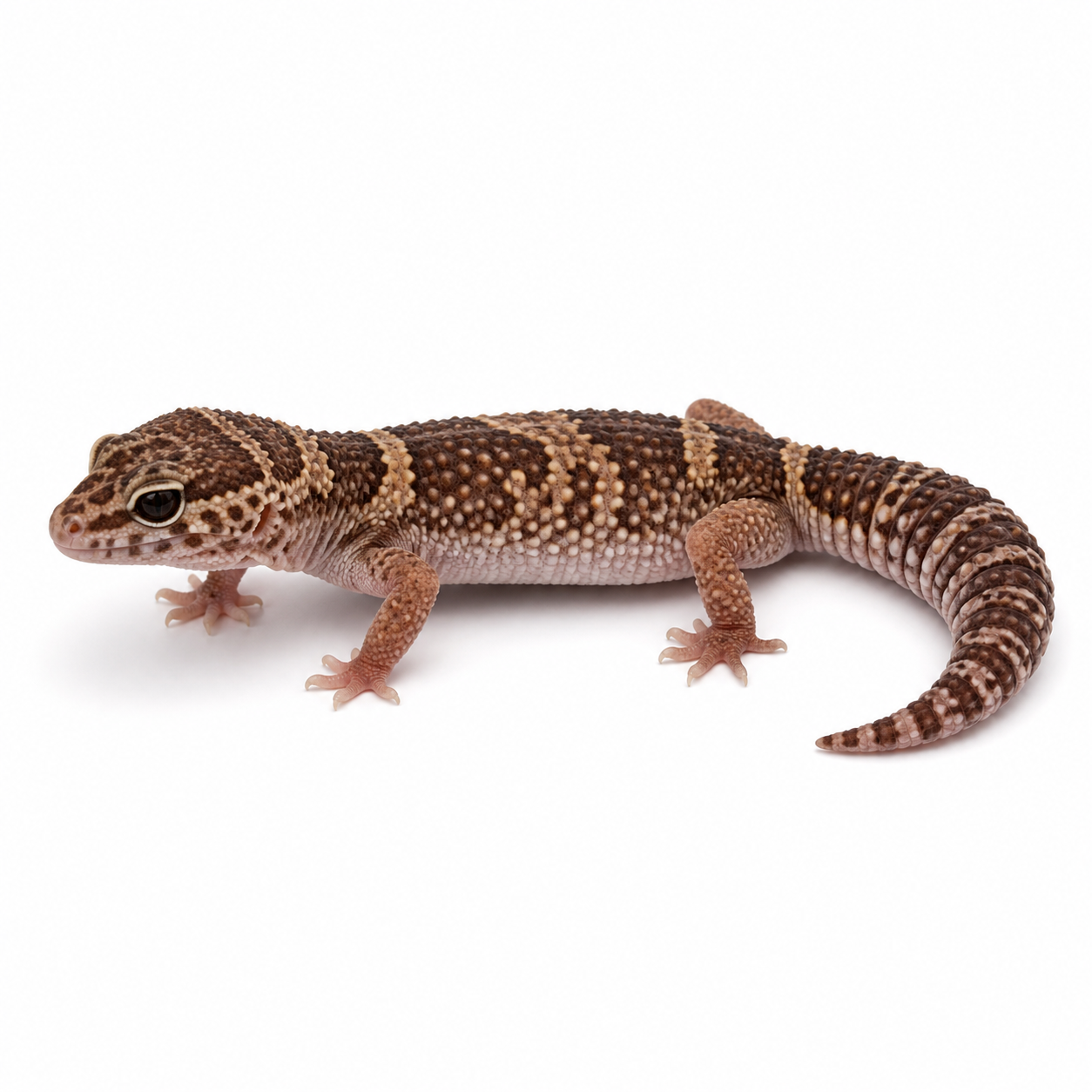 Reptile Industries West Indian Leopard Gecko Eublepharis Fuscus