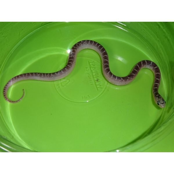 Strictly Reptiles White Sided Brooksi Kingsnake Live Reptile Morph Snake